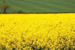 Rapeseed Oil Manufacturer Supplier Wholesale Exporter Importer Buyer Trader Retailer in Hyderabad Andhra Pradesh India